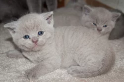 Britský kocourek lilový